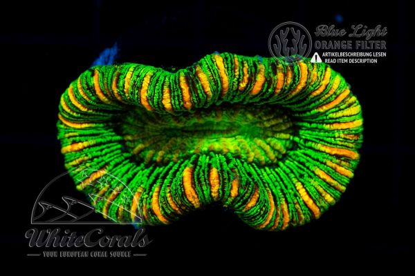 Trachyphyllia Striped (Filter)