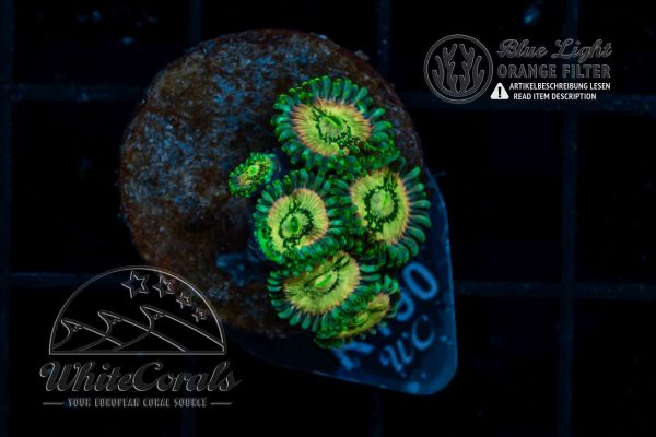 Zoanthus Billy Clubs (WCC) (Filter)