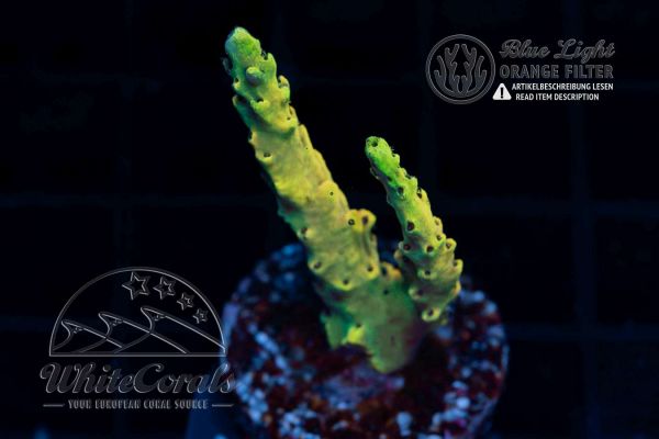 Acropora cytherea Zapdos (WCC)(Filter)