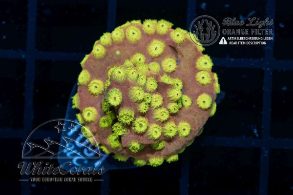 Cyphastrea Green Universe (WCC)(Filter)