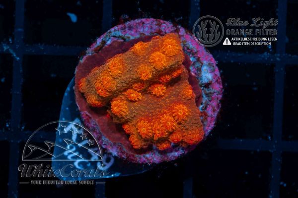 Cyphastrea Red Brick (WCC)(Filter)