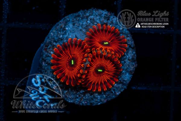 Zoanthus Red People Eater (WCC)(Filter)