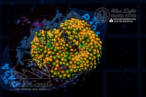 Ricordea florida Multicolor (WCC)(Filter)
