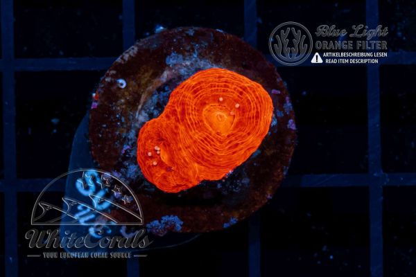 Acanthastrea bowerbanki Red (WCC)(Filter)