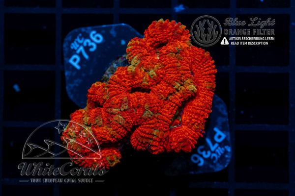Acanthastrea Tigar Red (Filter)
