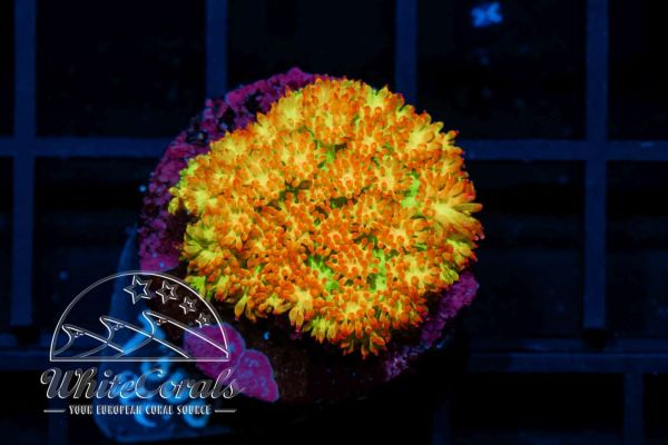 Goniopora Gold Nugget (WCC)(Filter)