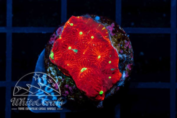Favia Warcoral (WCC)(Filter)
