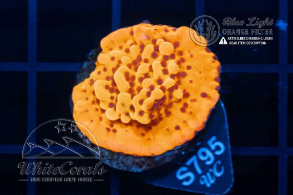 Montipora Flaming Lava (WCC)(Filter)