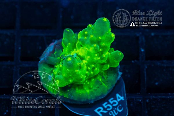 Acropora Green Staghon (WCC)(Filter)
