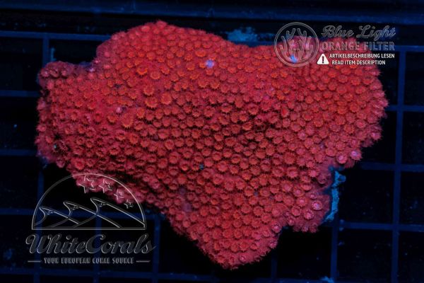 Cyphastrea Red (Filter)