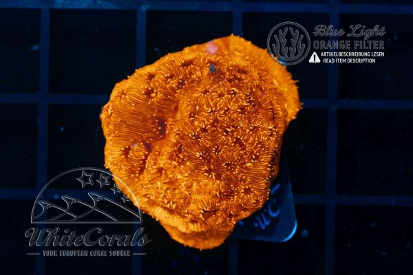 Pavona maldivensis Orange (WCC)(Filter)