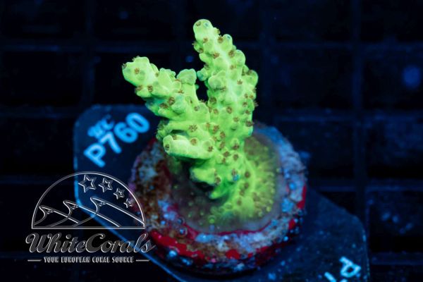 Acropora Red Polyp (WCC)(Filter)