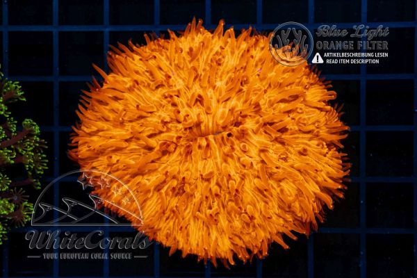 Fungia Flat Super Orange (Filter)