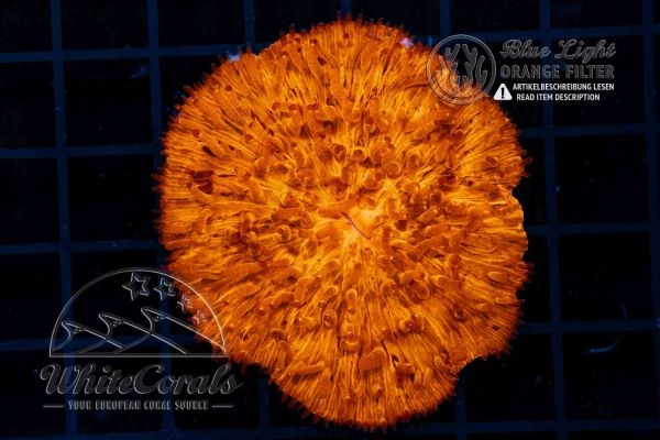 Fungia Flat Super Orange (Filter)