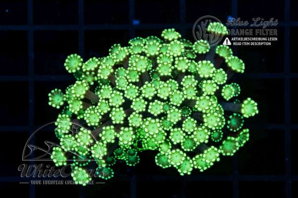 Alveopora Aussie Green (Filter)