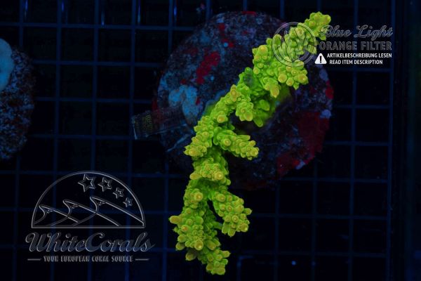 Acropora insignis Sour Patch (Filter)