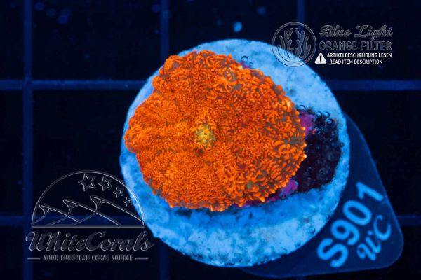 Rhodactis Super Orange (Filter)