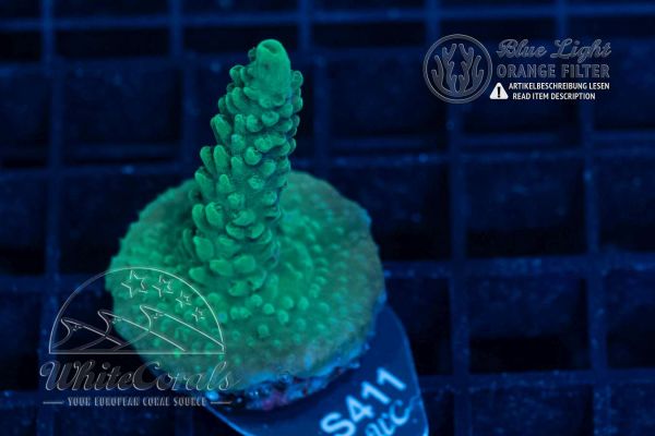 Acropora Bluegreen Staghorn (WCC)(Filter)
