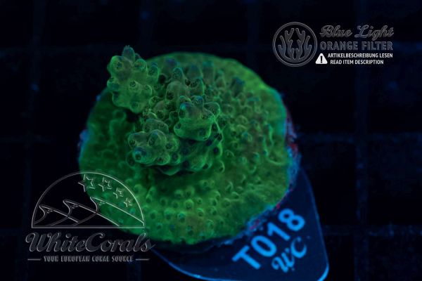 Acropora Green (WCC)(Filter)