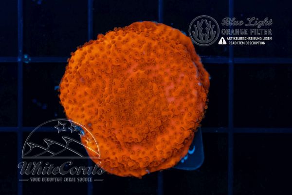 Montipora Orange Encrusting (WCC)(Filter)