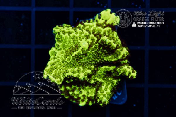 Montipora confusa Yellow (WCC)(Filter)