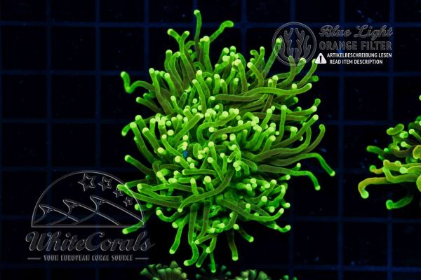 Euphyllia glabrescens Neon Green (Filter)