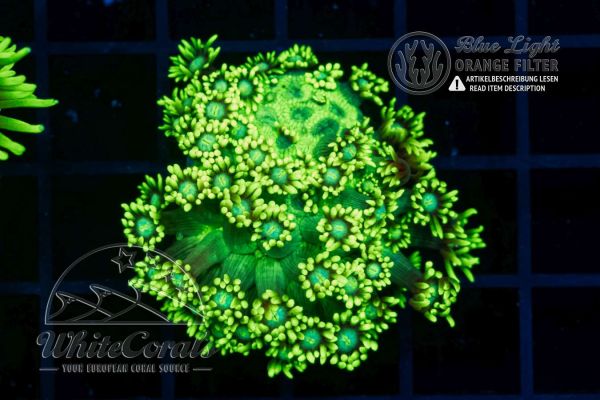 Goniopora lobata Neon Green (Filter)