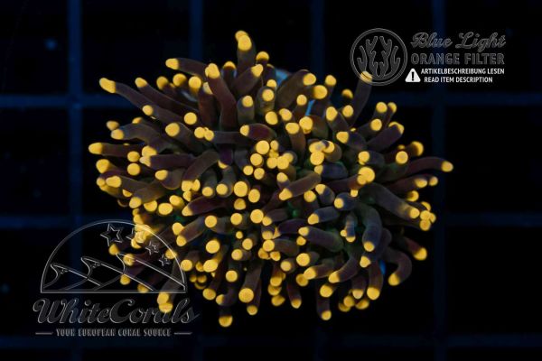 Euphyllia glabrescens Blacktorch (Filter)