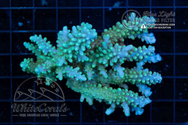 Acropora Blue Aussie (Filter)