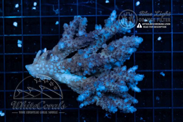 Acropora Blue Aussie (Filter)