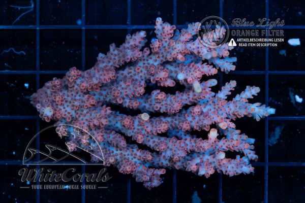 Acropora Pink Table (Filter)