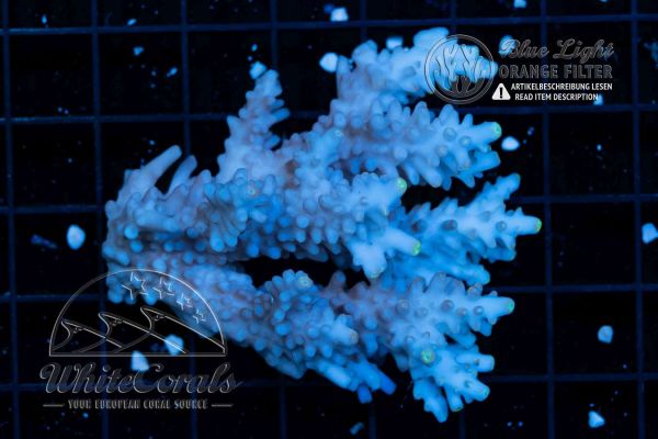 Acropora microclados Blue (Filter)