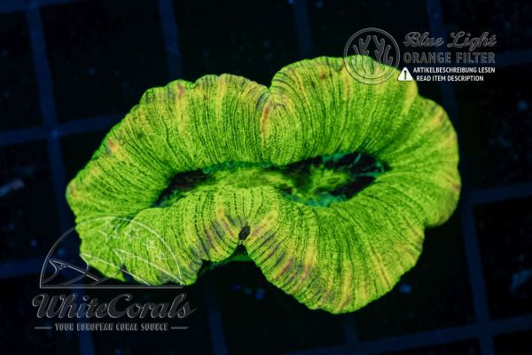 Trachyphyllia Neon Green (Filter)