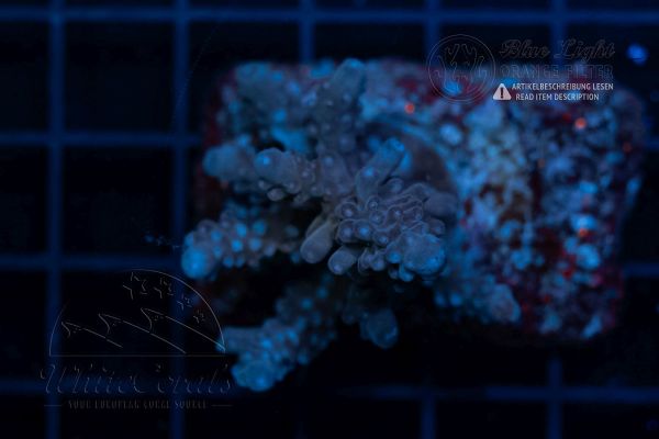 Acropora Blue Stag (Filter)