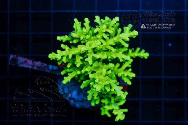 Acropora turaki Neon Green (Filter)
