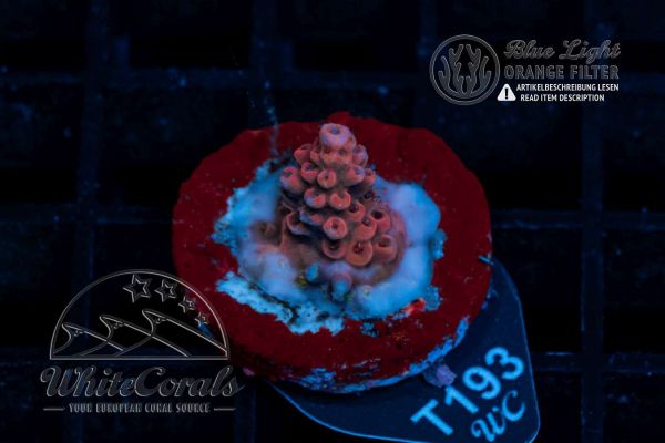 Acropora microclados Bali Shortcake (WCC)(Filter)