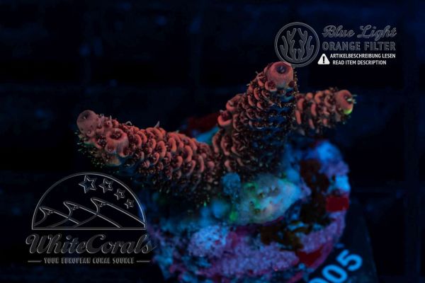Acropora spathulata Red (WCC)(Filter)