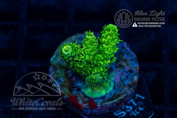 Acropora millepora Neon Green (WCC)(Filter)