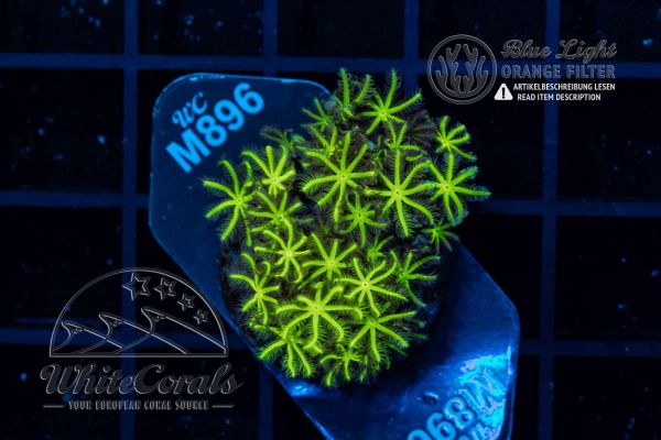 Tubipora musica Neon Green (WCC)(Filter)