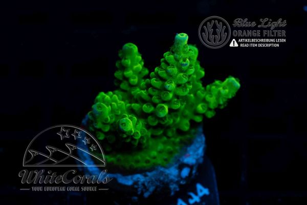 Acropora Aussie Green Stag (Filter)