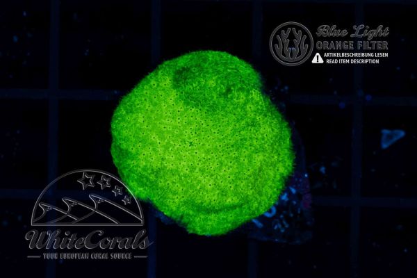Psammocora Green (WCC)(Filter)