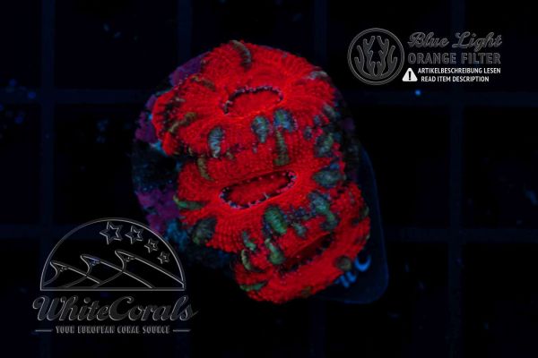 Acanthastrea lordhowensis Red (Filter)