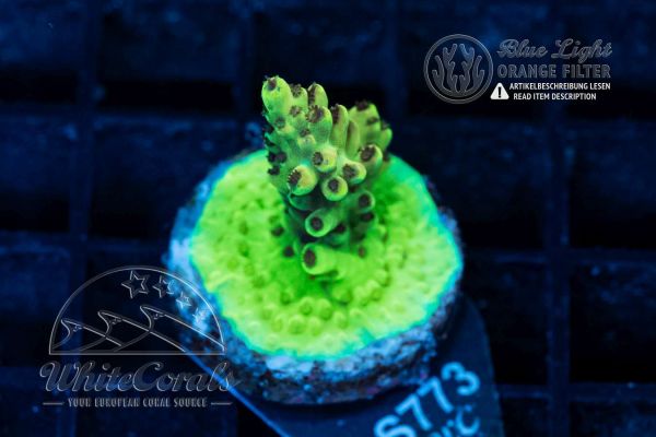 Acropora insignis Neon Green (WCC)(Filter)