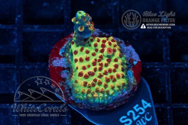Acropora microclados Strawberry Shortcake (WCC)(Filter)