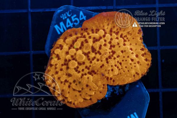Montipora Flaming Lava (WCC)(Filter)