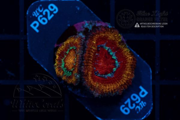 Acanthastrea lordhowensis Gold Ring (Filter)