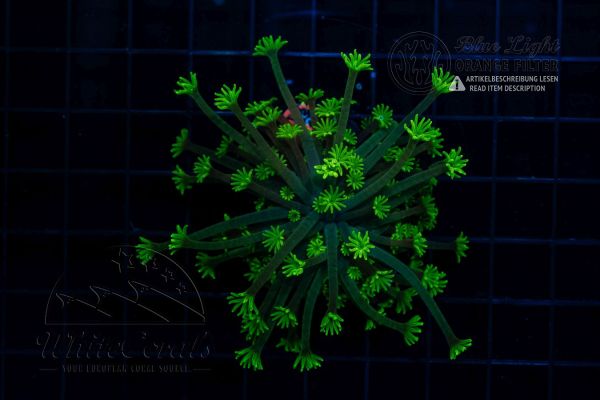 Alveopora tizardi Neon Green (WCC)(Filter)