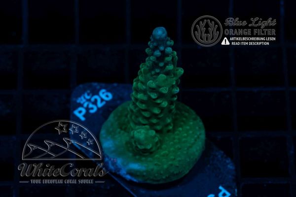 Acropora Blue Staghorn (WCC)(Filter)