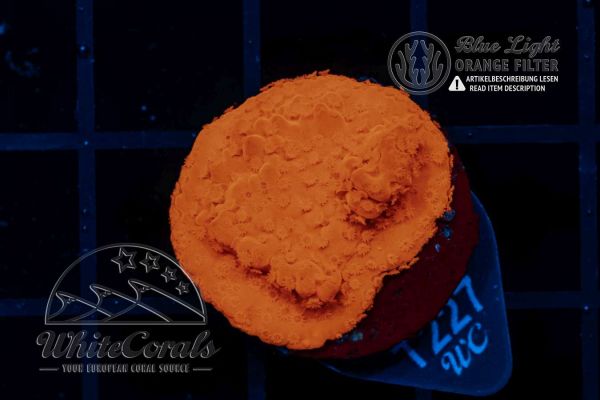 Montipora Sunkist Orange (WCC) (Filter)