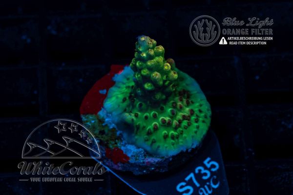Acropora insignis Yellow Tip (WCC)(Filter)